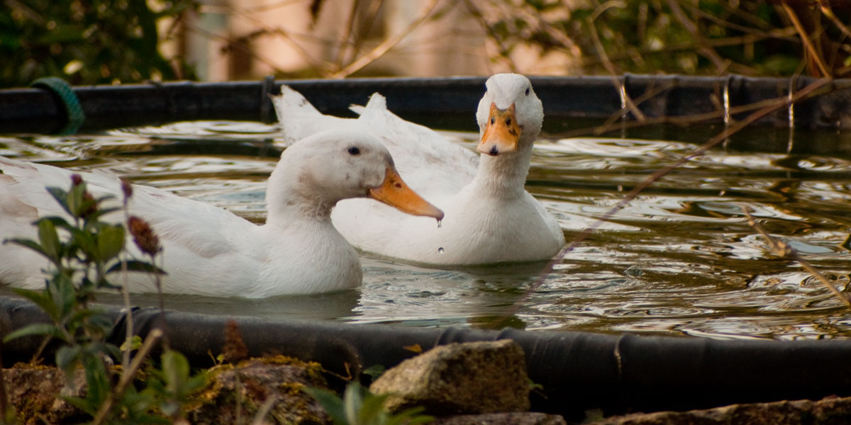 Ducks in the pond